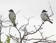 Eastern Kingbirds 8650